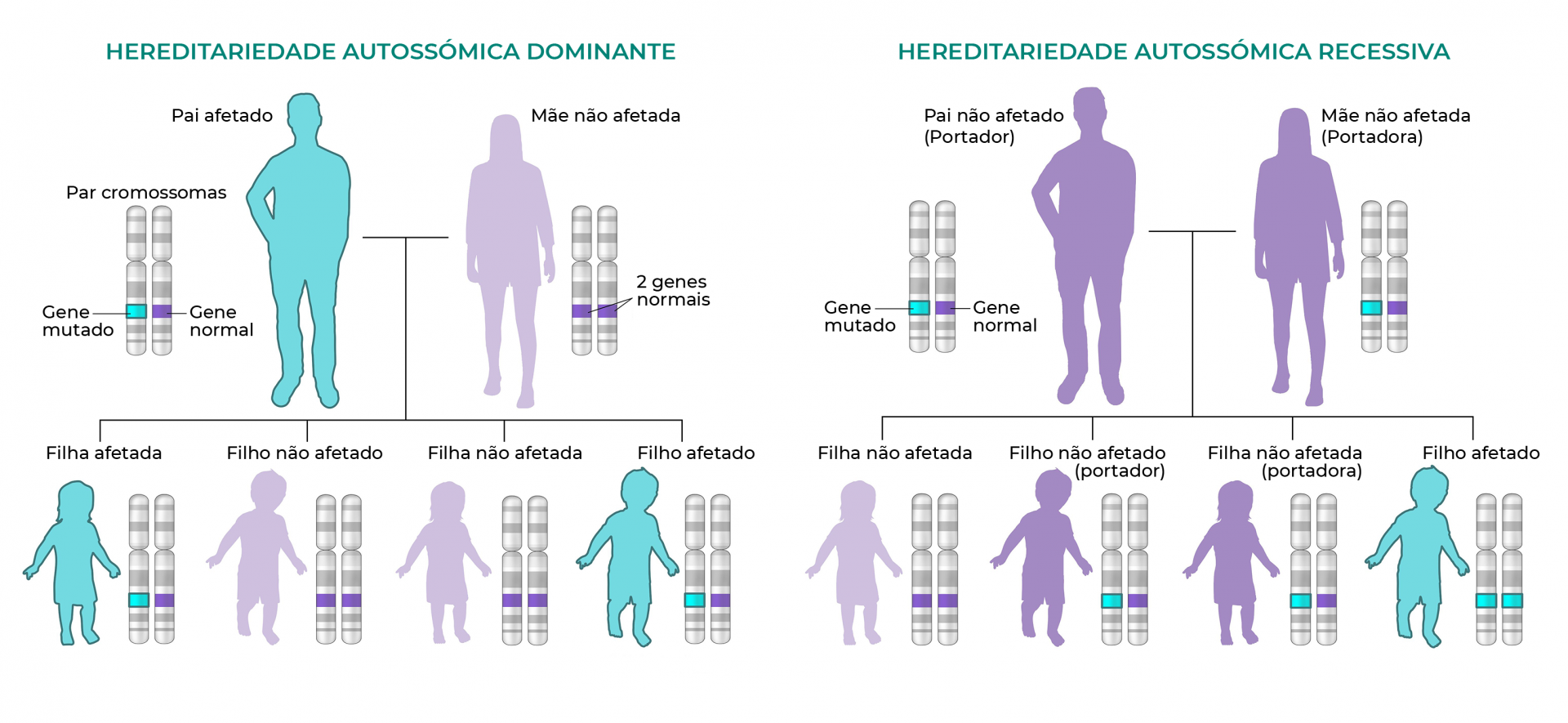 hereditariedade